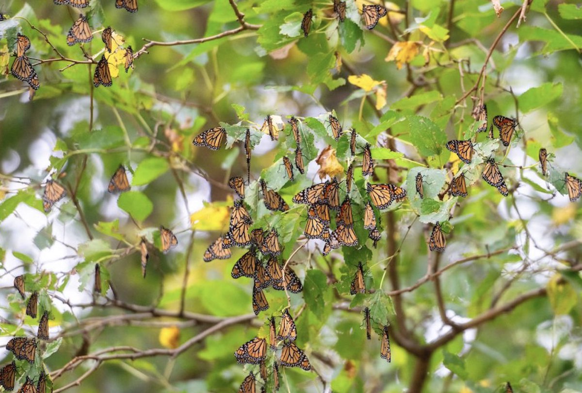 SilverBirchPres's tweet photo. "Cottonwood Leaves in Fall," poem by Daniel G. Snethen (BUGS &amp; INSECTS Series): https://t.co/YrDzpun4zF
#poetry #poems #poets #SDPoets #Monarchbutterflies #monarchmigration #monarchroosting https://t.co/ElRN6etz3o