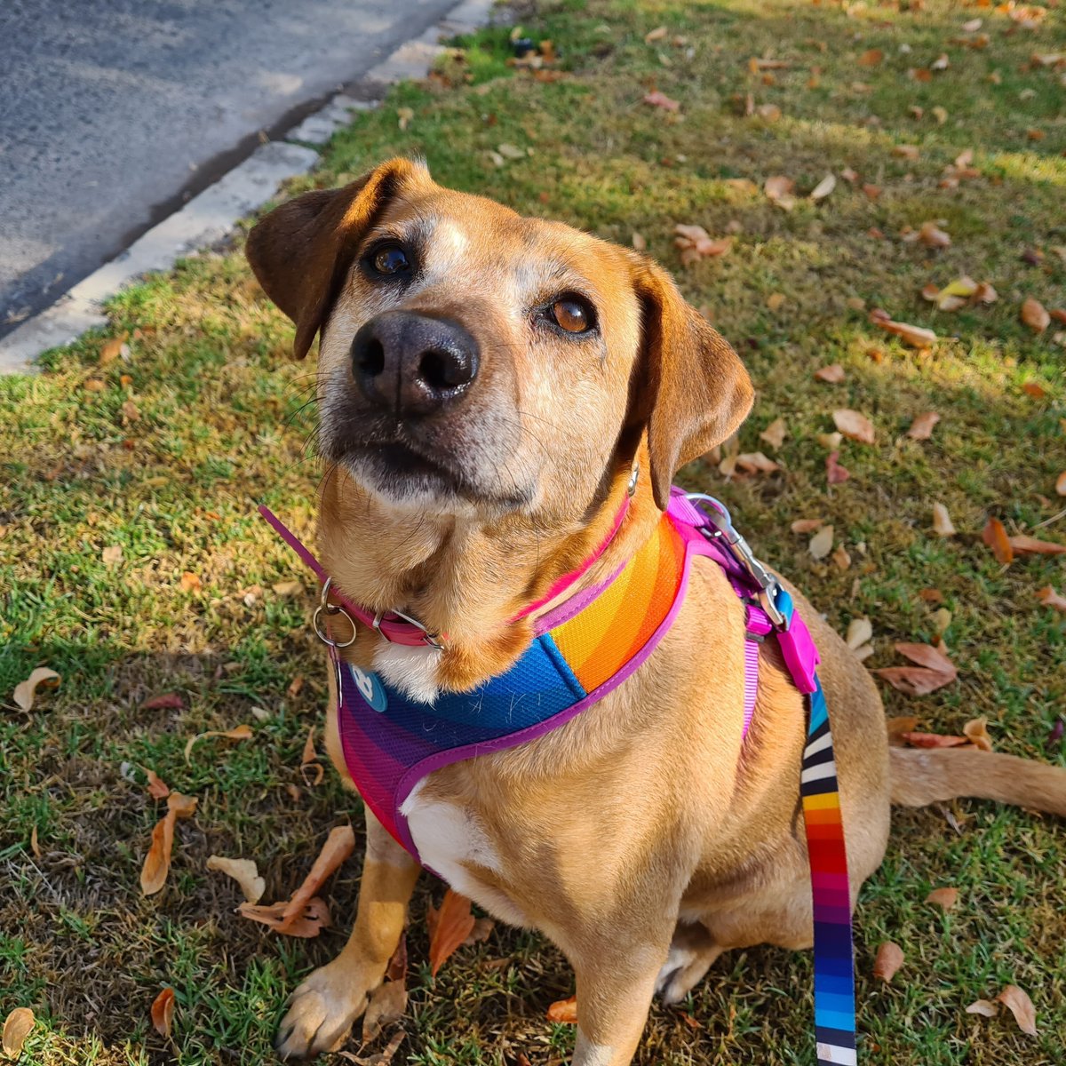 Interpro Translation Solutions tweet media