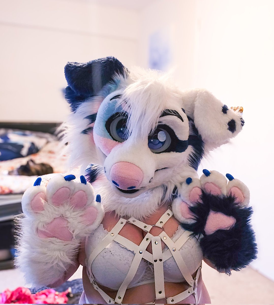 🩷🩵pawbs🩵🩷 

(Tho fr maws>paws)