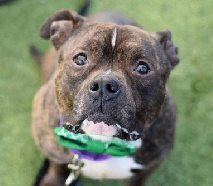 CharBolen's tweet image. HERE'SSSS WALDO!! REINTRODUCING ♥️
#248292  3yr old Boy ♥️ #Nycacc  #Adorable!!
Dumped by owner w a caregiver and caregiver 
called NYPD to get him.. can no longer keep him!!
Scared and don't want to be caged up 23hrs a day!
#RescueOnly New Hope Partner 
#Foster
#Pledge4Rescue 🏡
