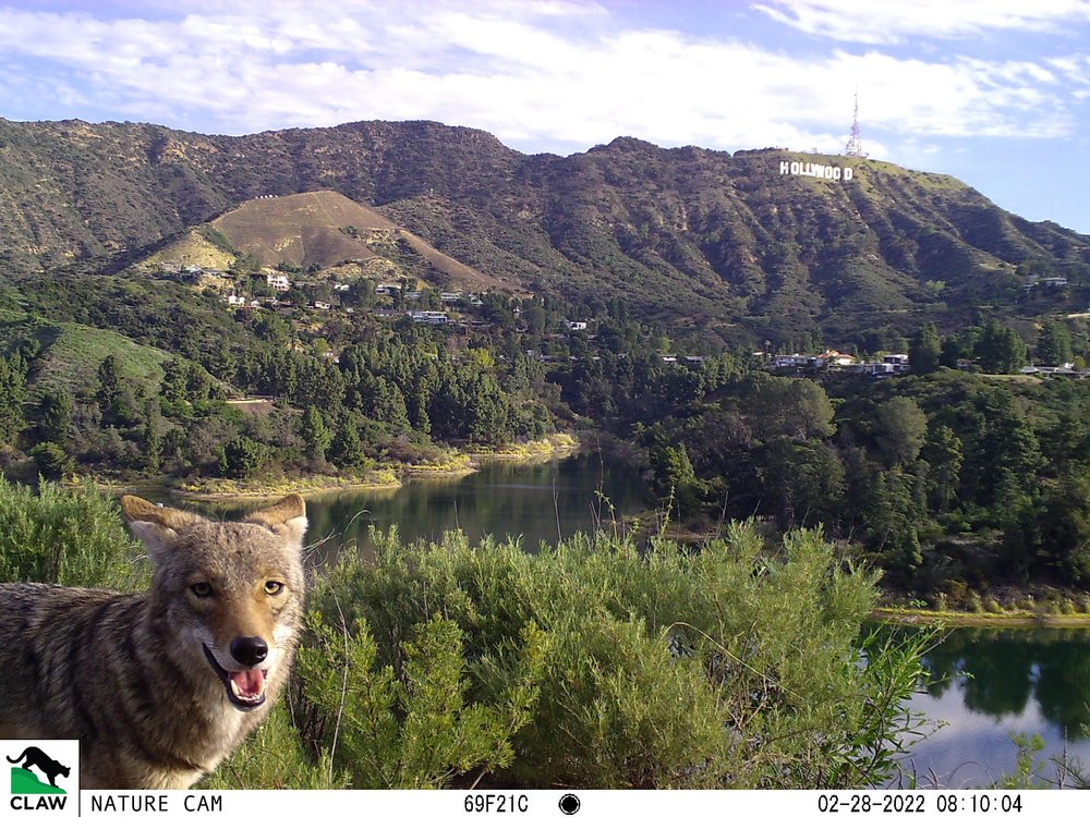 trailcam (@trail_cams) on Twitter photo 