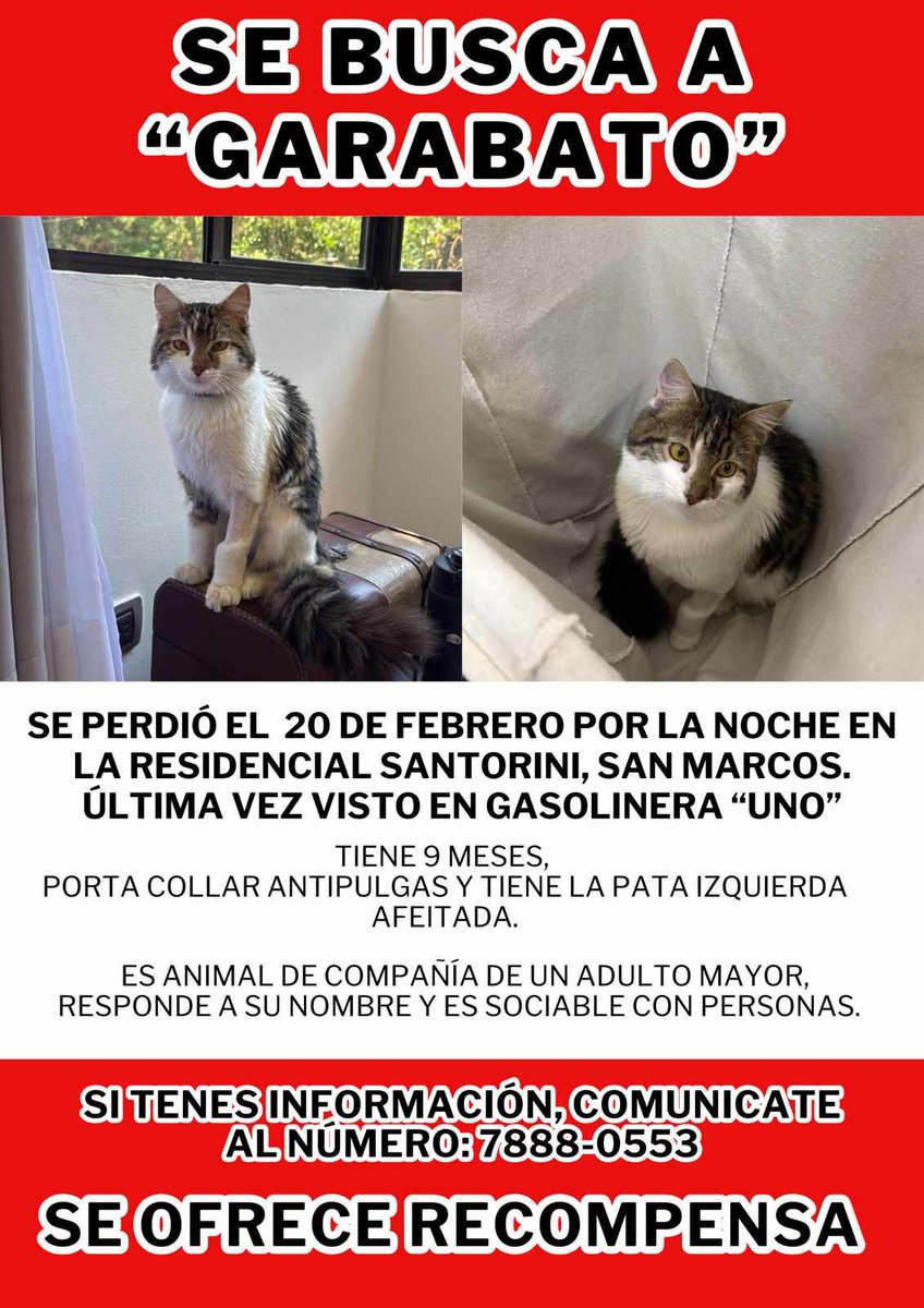 SERVICIO SOCIAL✅️
#SEBUSCA 📣
#EXTRAVIADO ‼️
ayuda para encontrar al gatito de mi Padre, el vive en Residencial Santorini, fue visto el jueves afuera de la residencial, porta su collar antipulgas, tiene 9 meses... se llama Garabato y es la compañía de Padre... si lo ha visto