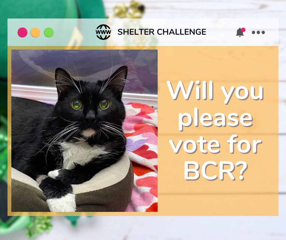 Resolutions For Rescue Shelter Challenge is here! 🐾 Vote for blind, FELV+, &amp; FIV+ cats—it's free &amp; quick! Daily votes help them win! 😺 🐾

🔗 VOTE: bit.ly/3Ue7TmV
📧 Need a reminder? Email: blindcat@blindcatrescue.com

Thank you so much for helping the kitties! 💙