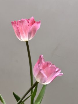 Ariella5975's tweet photo. Sunlight in my hand, a tiny bloom reminding me that even fragile things carry quiet strength.🌺 https://t.co/WRtNpxEASo