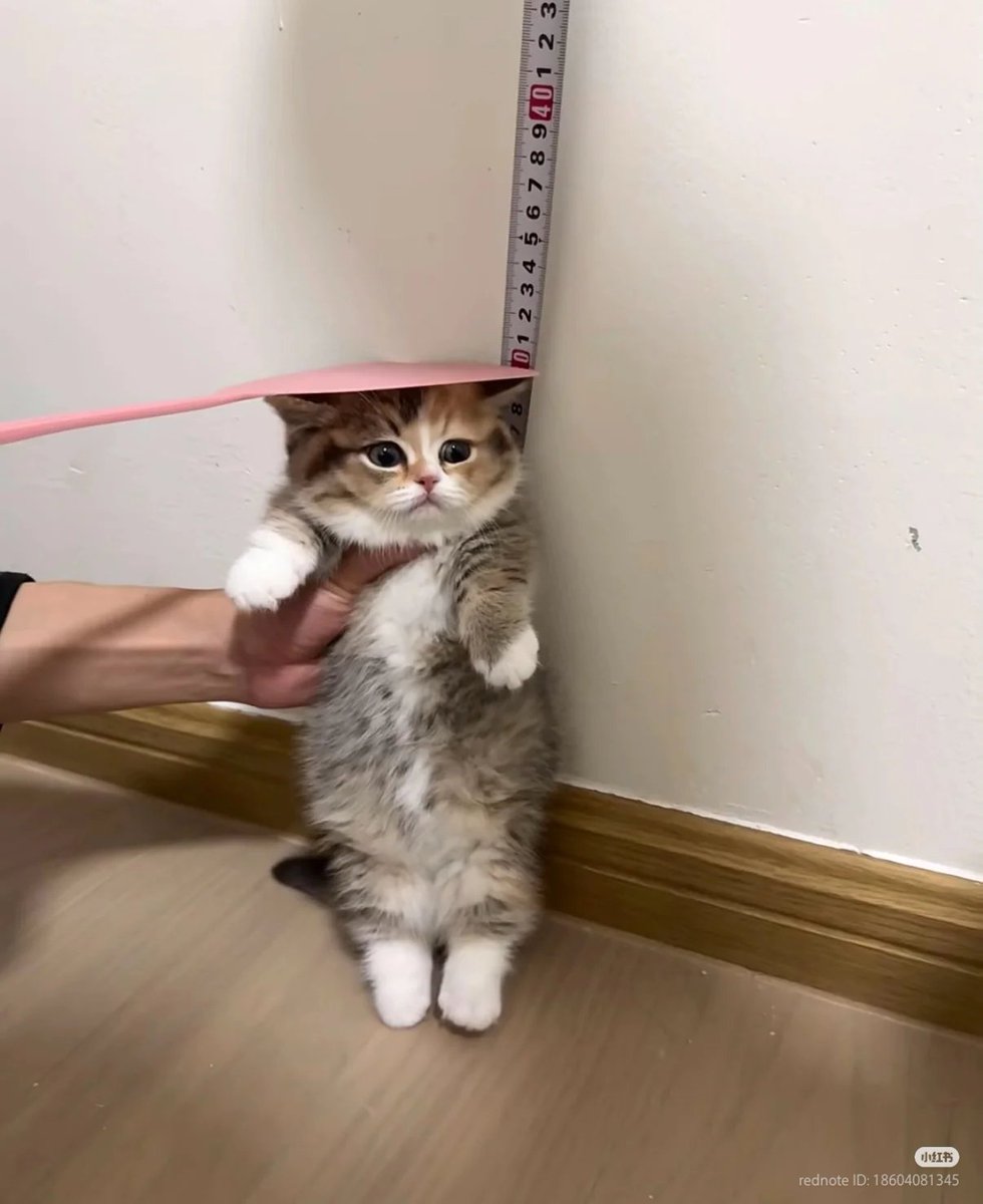 Cat 🐈 tweet media