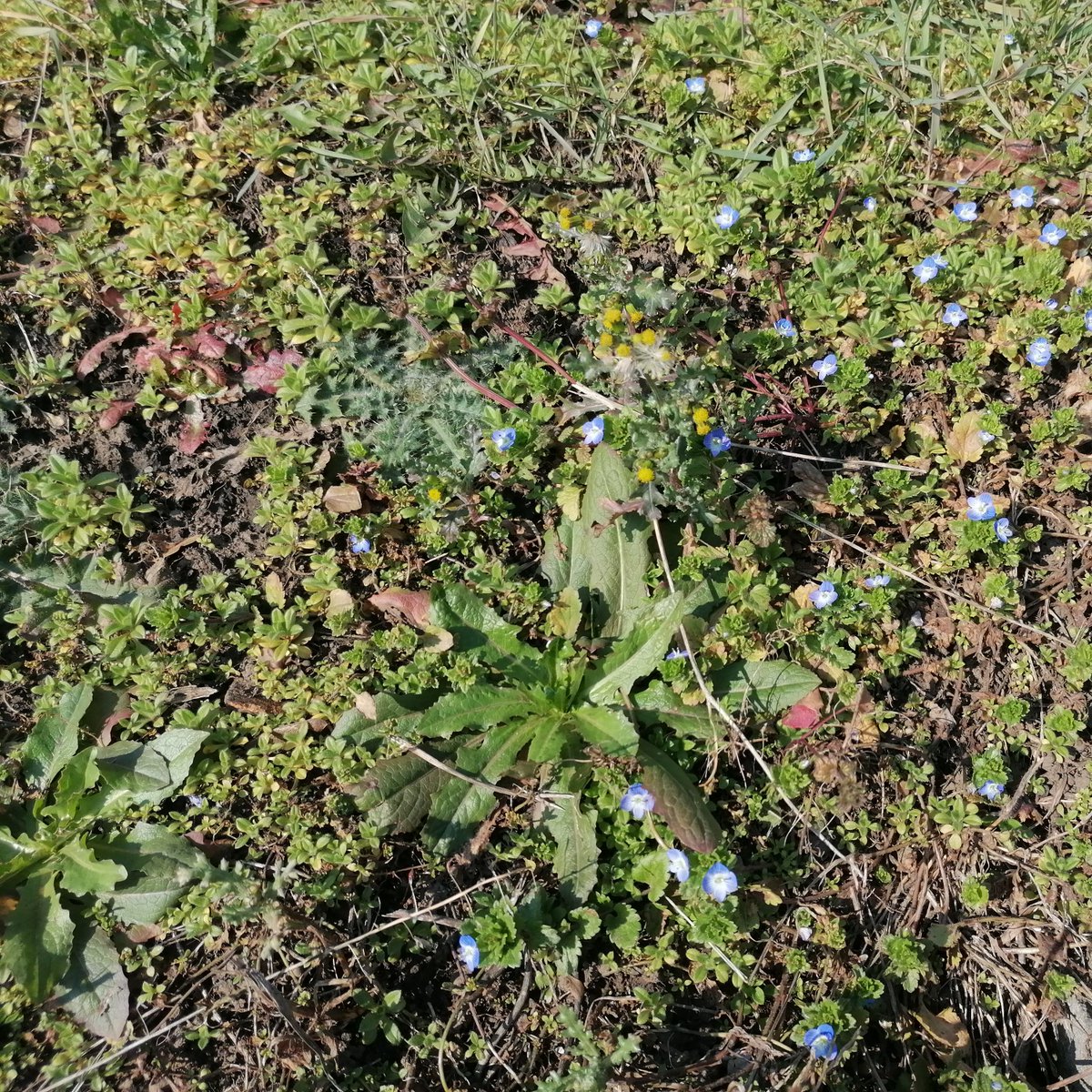 Good afternoon everyone👋! We've got some flowers. I always thought they were forget-me-nots🤔. But! They're actually Persian veronica. They have 4 petals, unlike forget-me-nots, which have 5🫢.