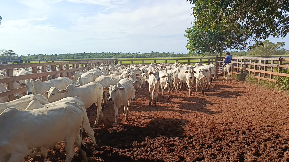 La Primavera Pasion Ganadera tweet media