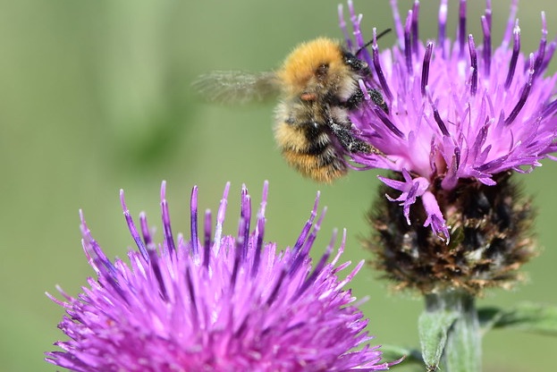 Pollinators tweet media