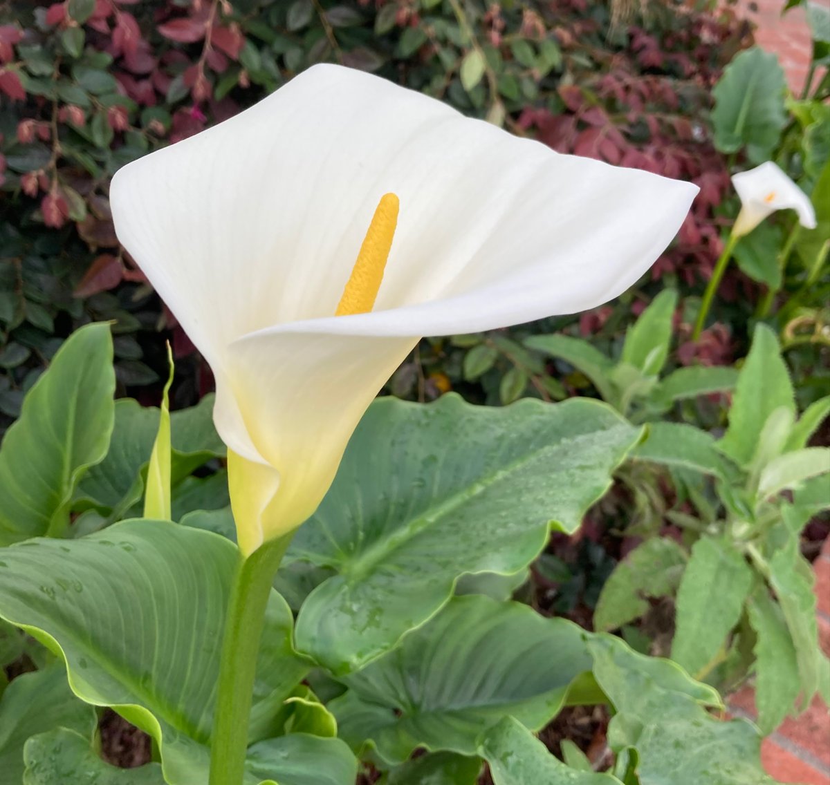 Suzanne Murray tweet media