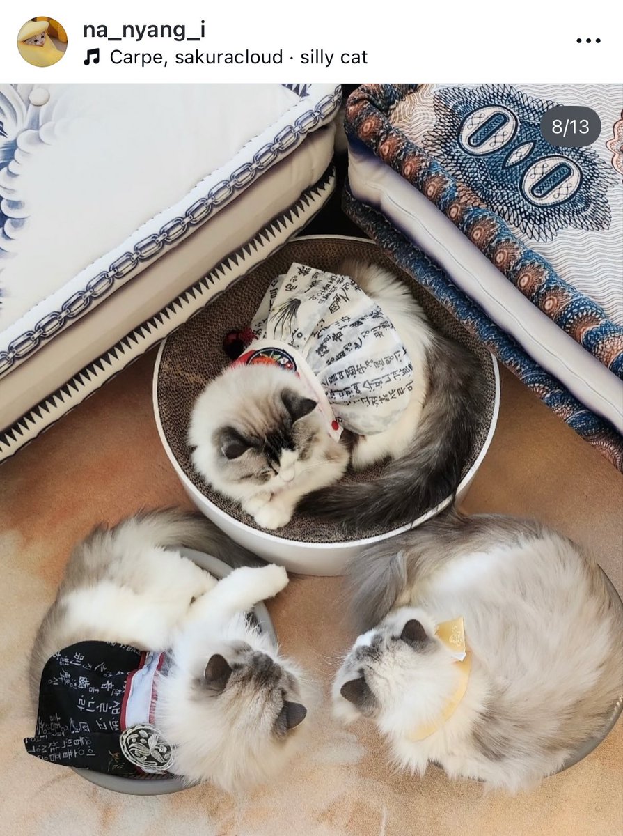 อัพรูปในไอจีตัวเองเสร็จแล้วก็มาอัพรูปลูก ๆ ต่อเพราะเป็นวันเกิดน้องลูน่า โฮรรร คุณพ่อแมวอะะ