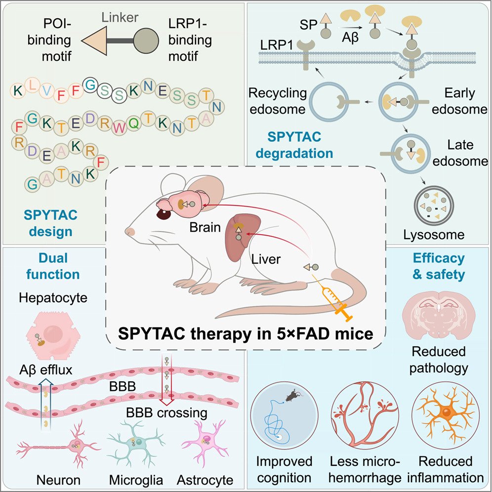 LukensJohnR's tweet photo. Efficient amyloid-β degradation in Alzheimer’s disease using SPYTACs. @CellCellPress  https://t.co/PnjYLnLcvU https://t.co/ZQ1L3al8h8