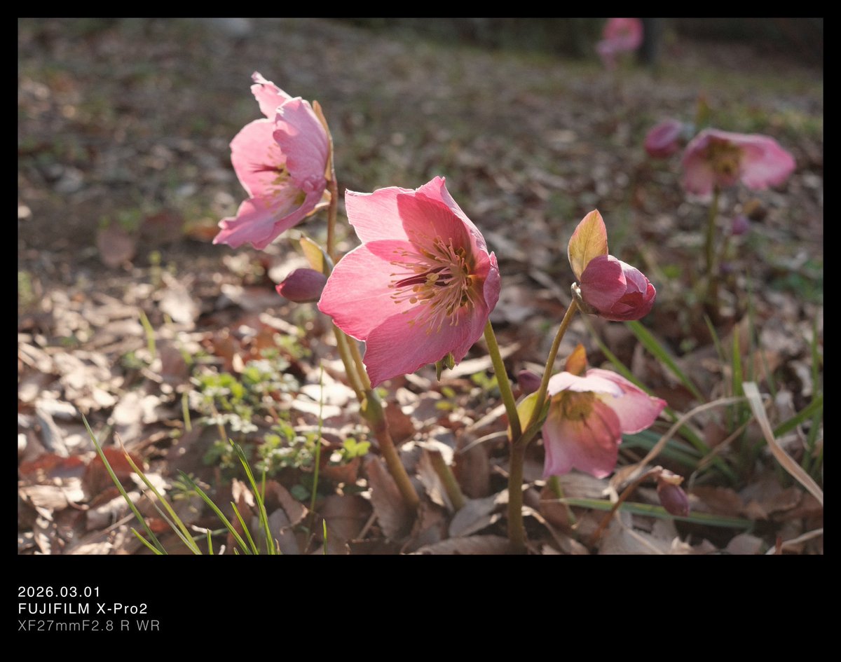 nyannohibi's tweet photo. もうすぐ春が来る

📍昭和記念公園

#写真が好きな人と繋がりたい  #カメラ好きな人と繋がりたい https://t.co/Oy0E2Sr0Uw