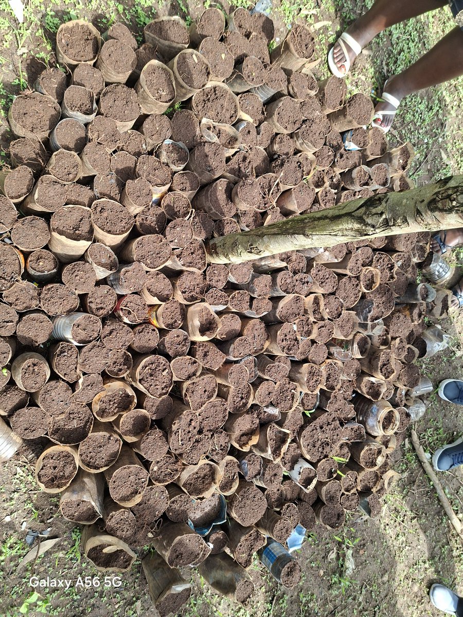 Wangari Maathai Fdn tweet media