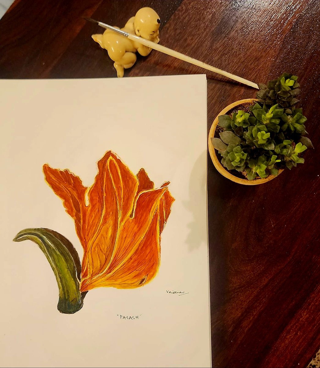 DrVaishnavi14's tweet photo. Botanical watercolor was always on the bucket list for me. Palash or Butea Monosperma, the fiery red flowers that adorn spring and represent everything red about Holi ! Here's my maiden botanical sketch !
#botanicalwatercolors
#flameoftheforest
#lateeveningsketching https://t.co/EI853QBRyq