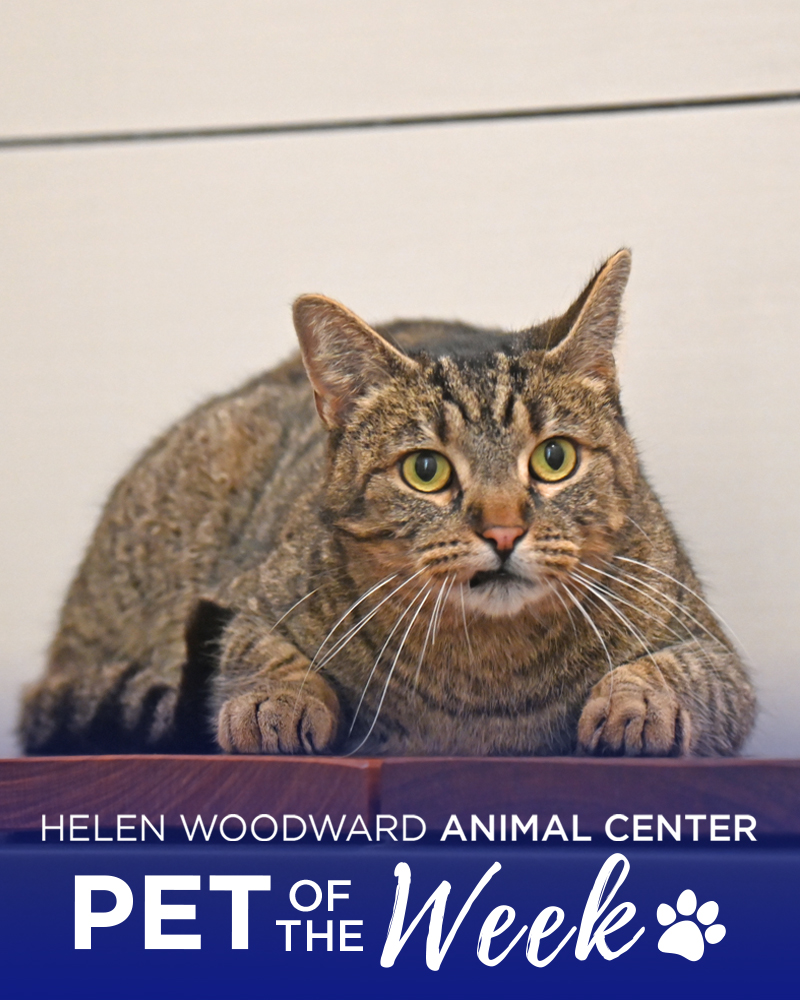 Helen Woodward Animal Center tweet media
