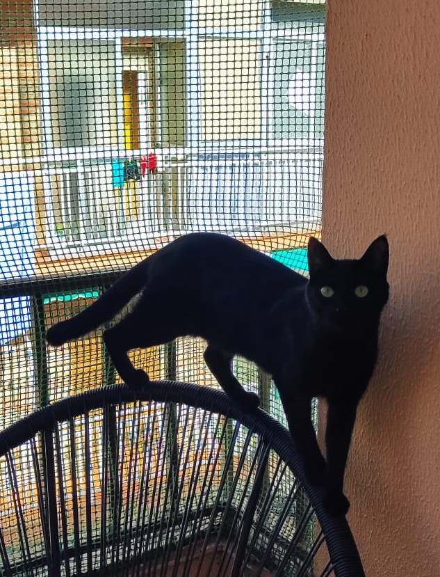 Felinos Las Gabias tweet media