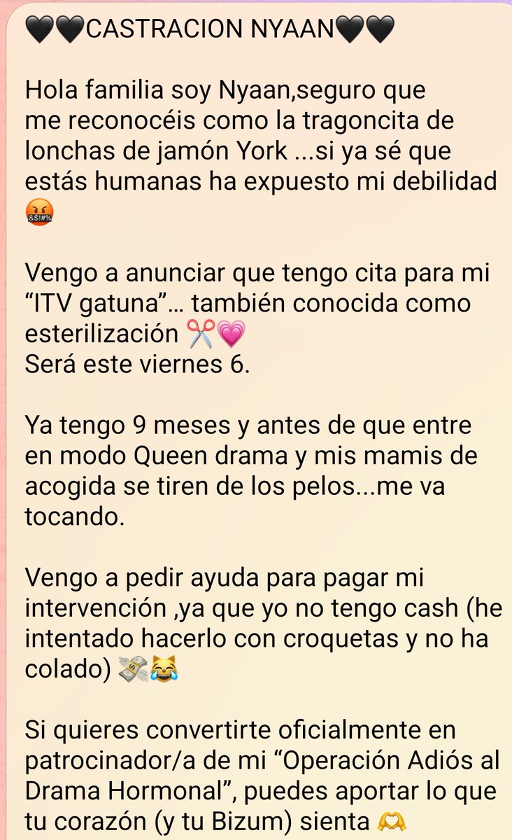 Felinos Las Gabias tweet media