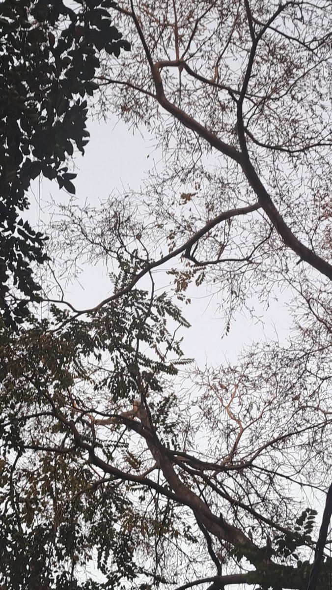 lightseekerusha's tweet photo. Winter fades, and Spring twilight paints the sky in soft, warm hues. Look up, embrace the gentle transitions, and find beauty in the fading light. ๐ธ
#SpringTwilight #SunsetVibes #NatureDiary https://t.co/ALK188NXjD