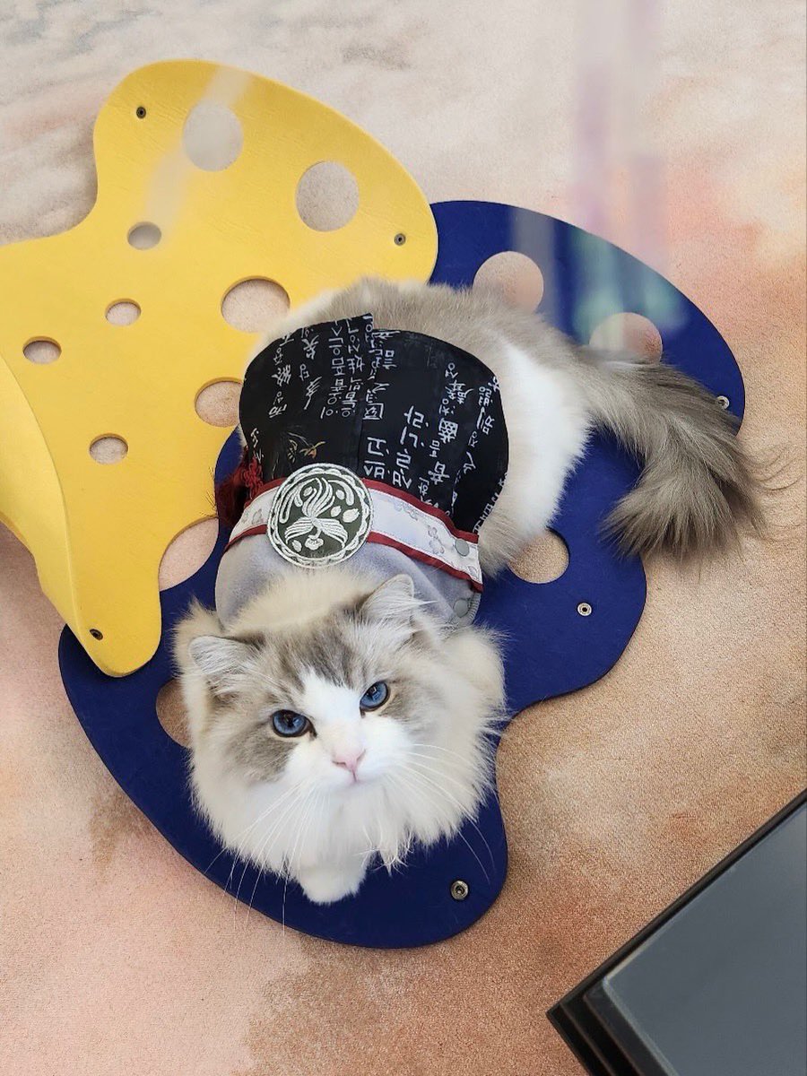 แมว3ลูที่มีคาแรคเตอร์เป็นของตุวเอง
ลูน่า สวย            ลูซี่ อ้วน           ลูค เท่