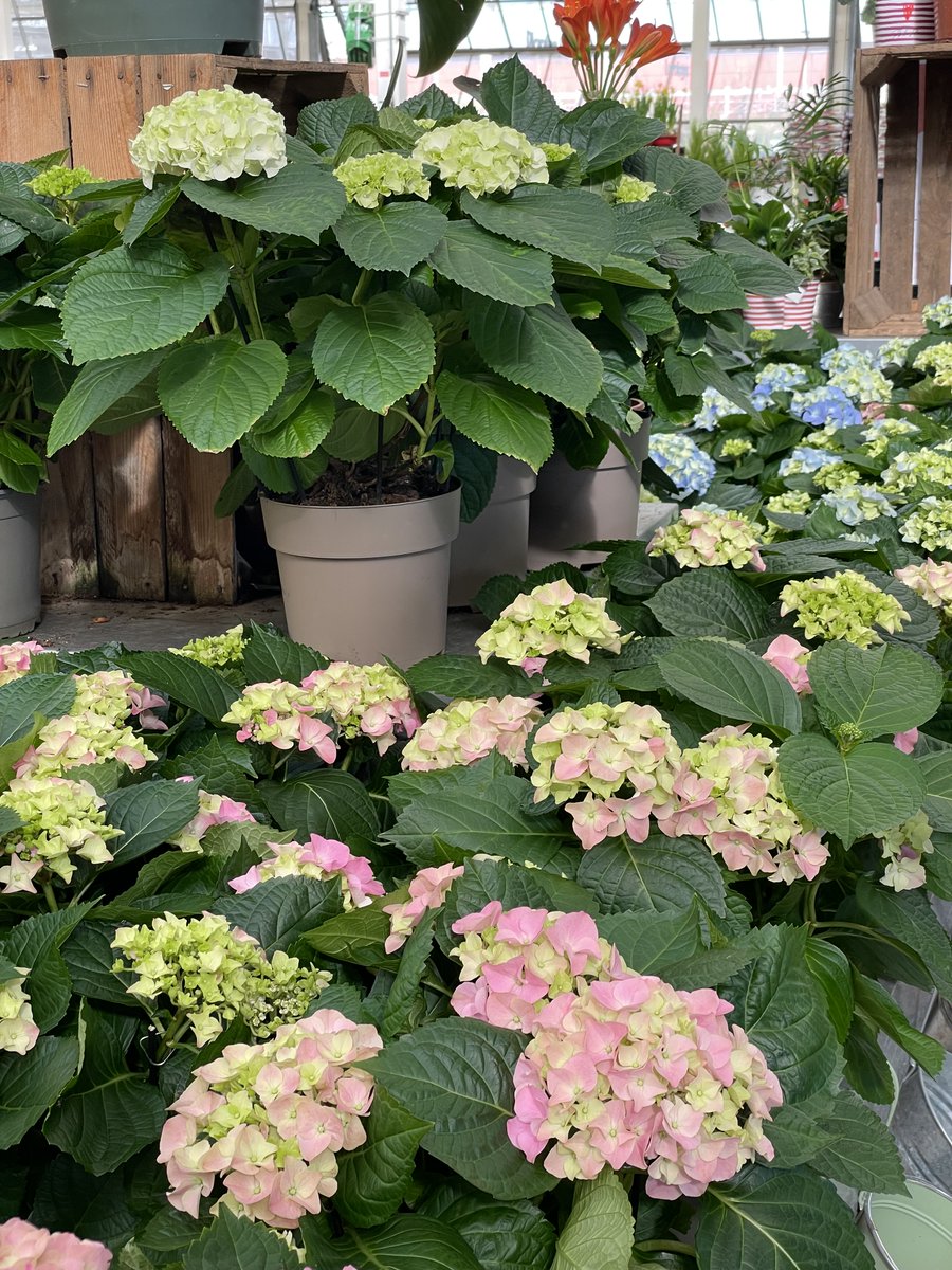 Truffaut tweet media