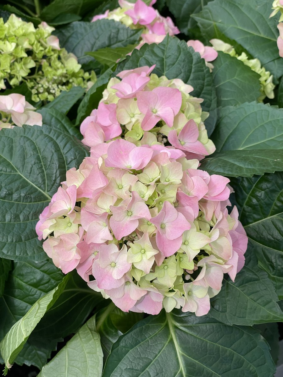 Truffaut tweet media