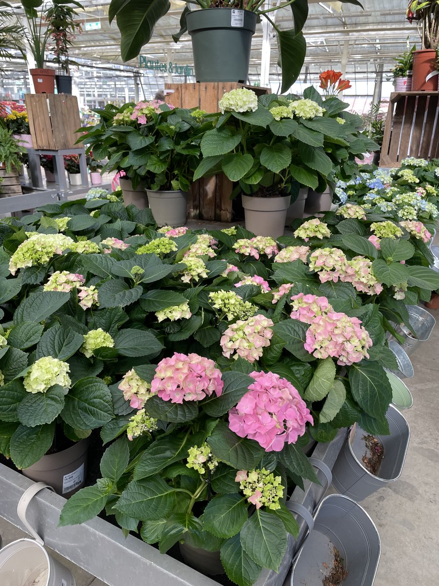 Truffaut tweet media