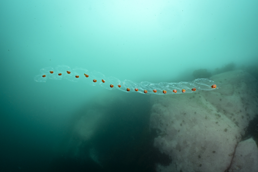 AntarcticaSouth's tweet image. This week’s #WildWednesday: Antarctic salps. Not jellyfish, but tunicates more closely related to us than to jellies. They pump water to swim and feed, form massive clone chains, and help sink carbon to the deep sea.
Images: © Pat Webster @underwaterpat, iNaturalist, CC BY-NC 4.0