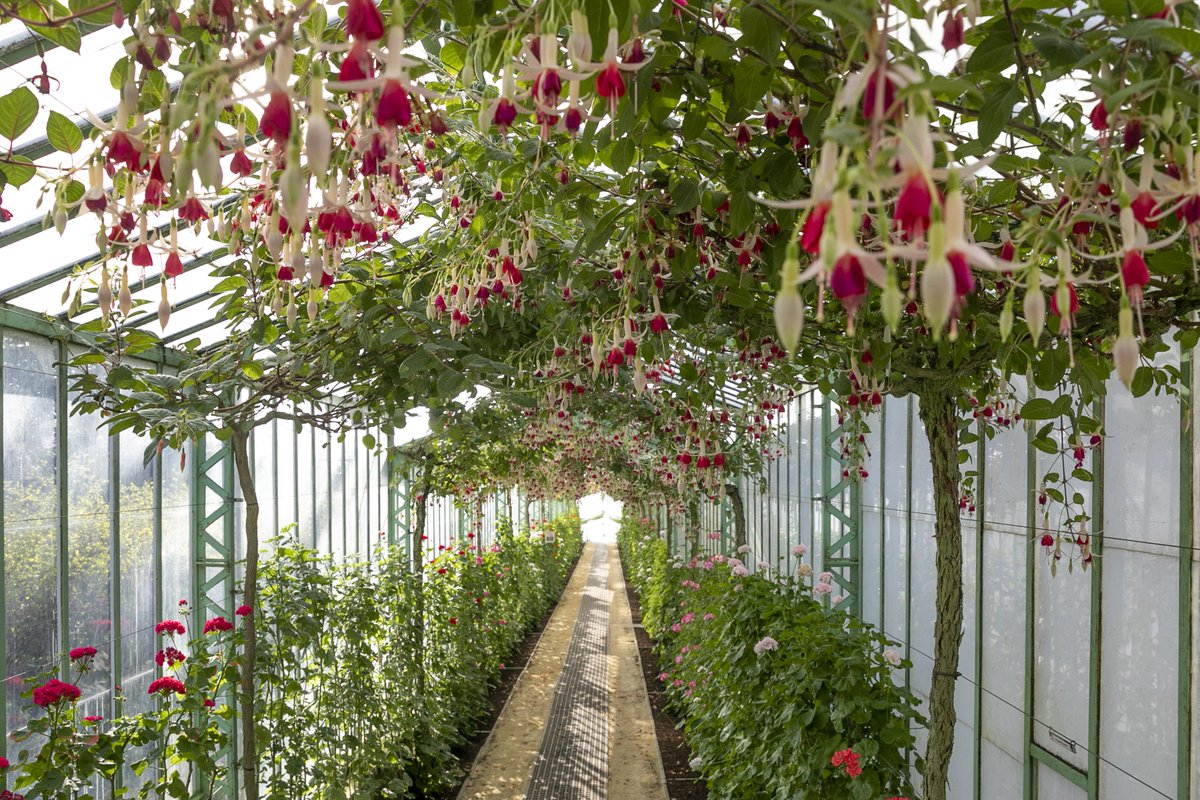 Belgian Royal Palace tweet media