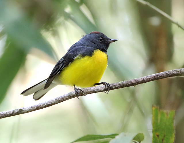 Aves do Brasil tweet media