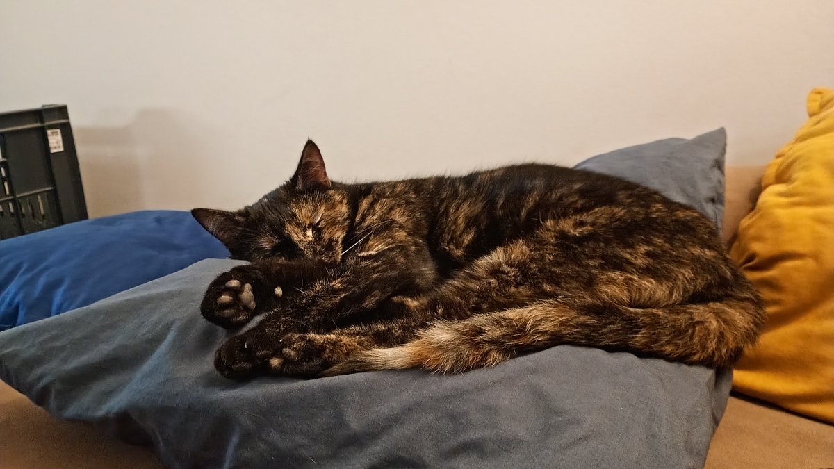 Josef Chodounský tweet media