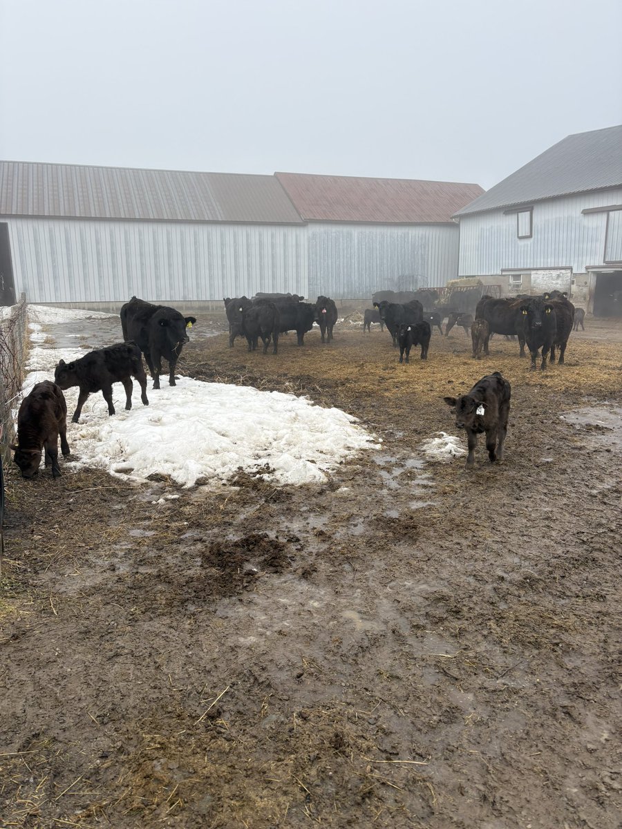 Shayne Dow 🇨🇦 tweet media