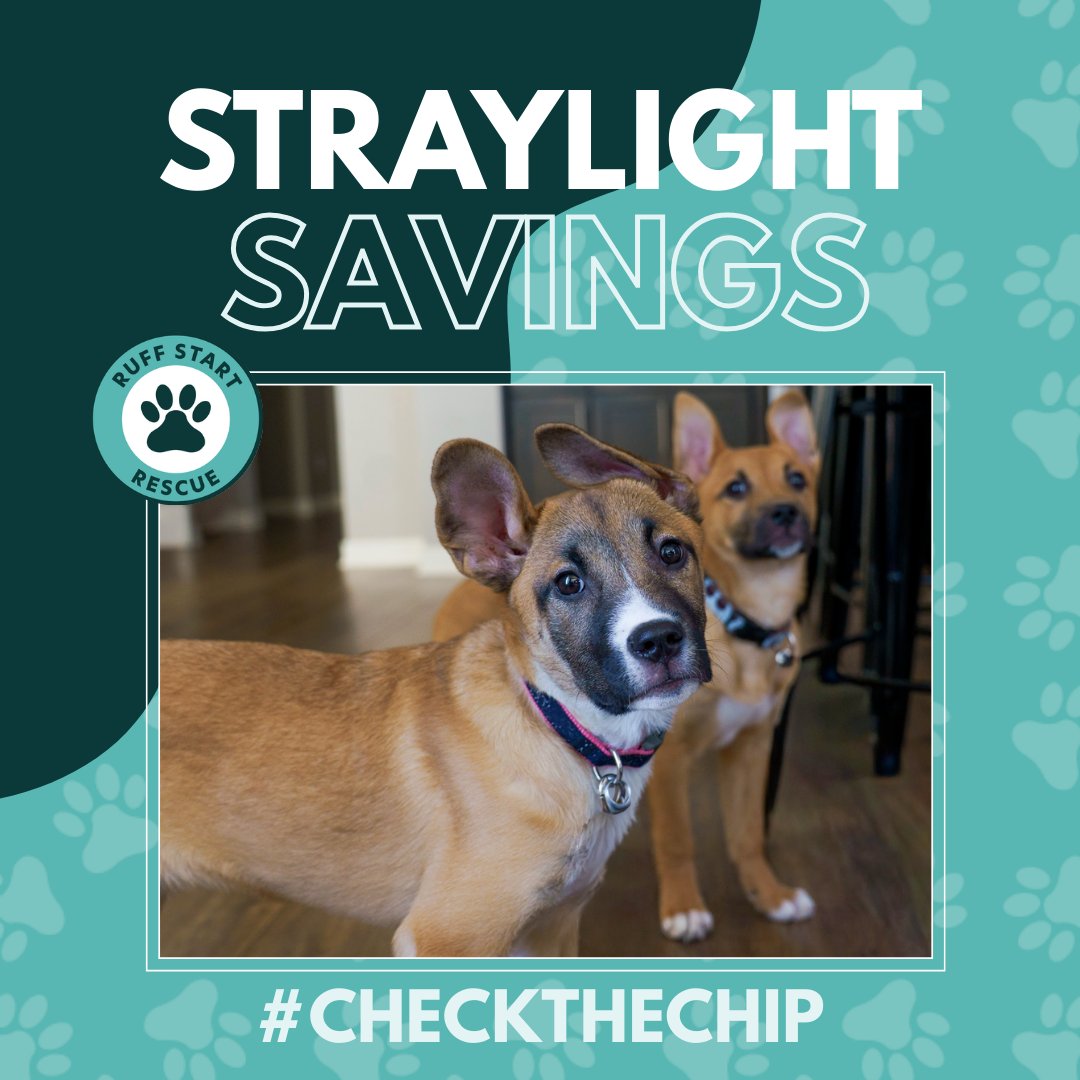 Ruff Start Rescue tweet media