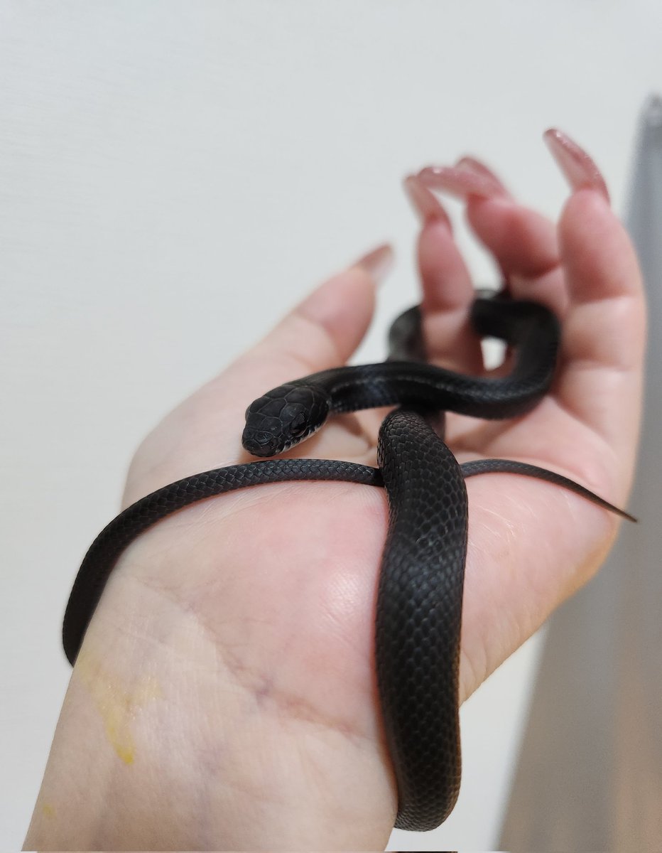 み様🩷MHnowと爬虫類とYoutube tweet media