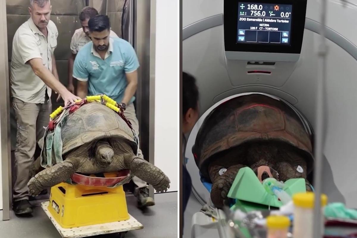 Esmerelda the 109-year-old tortoise during medical scan