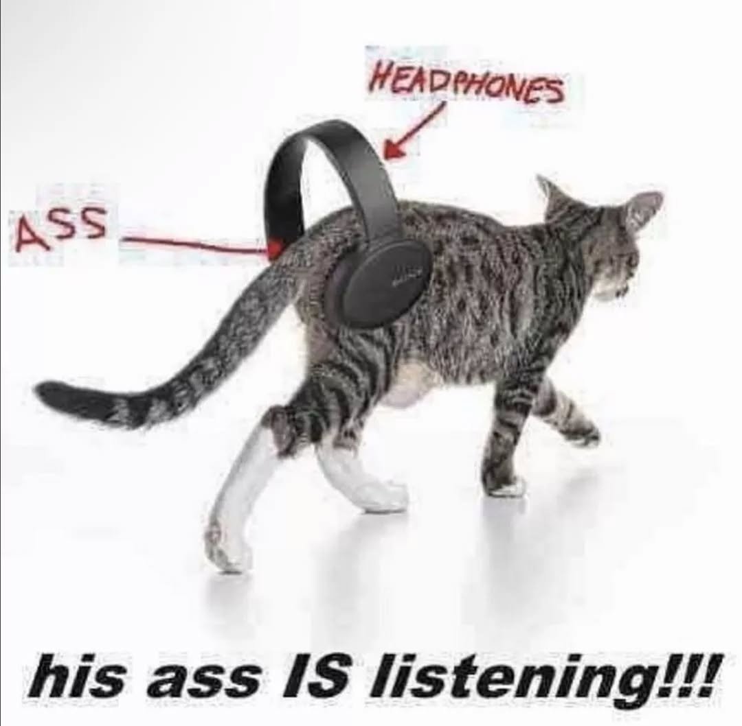 PunchingCat's tweet photo. https://t.co/UgSxOPGSAy