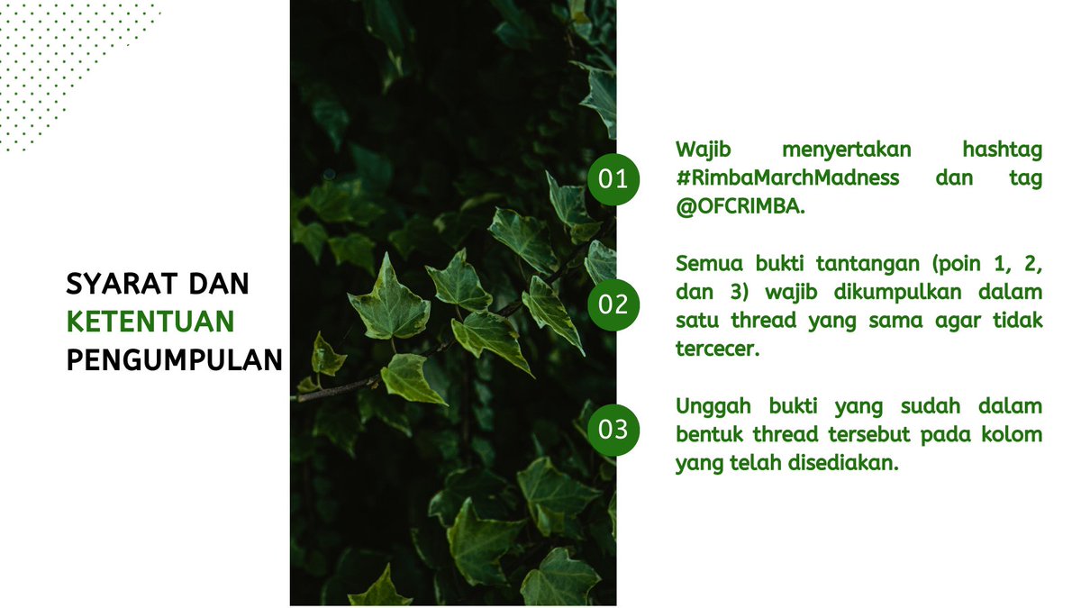 THIS IS RIMBA tweet media