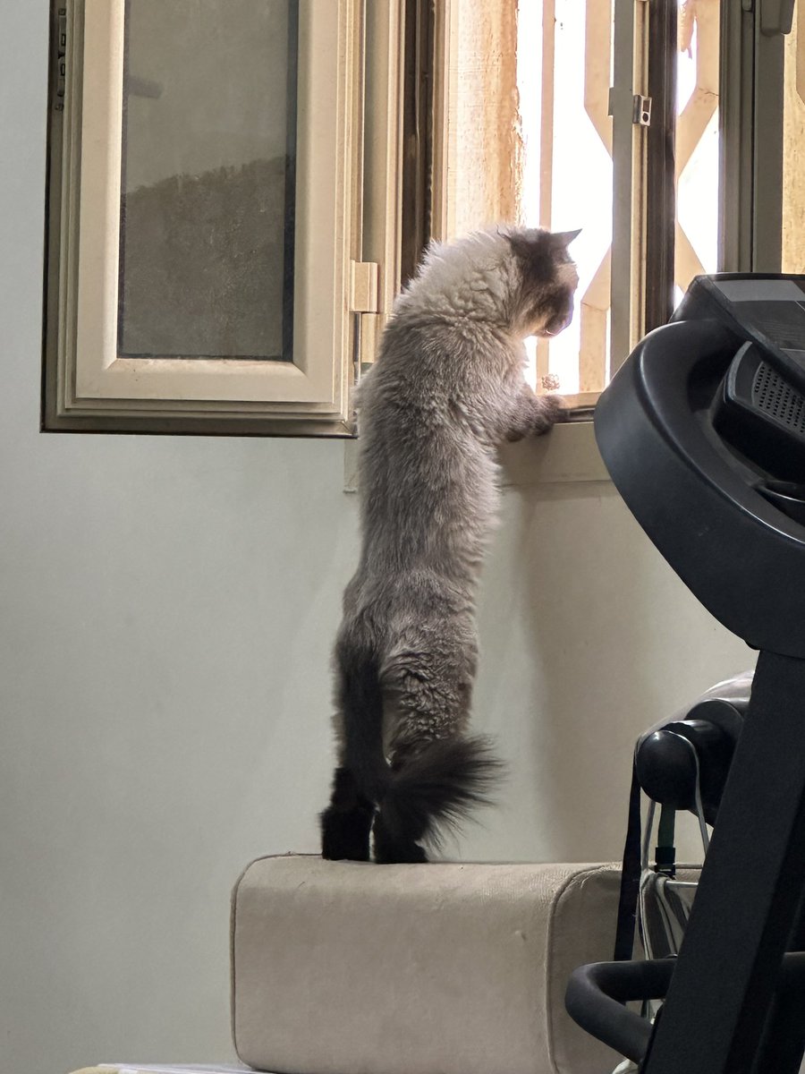 Dear Diary tweet media