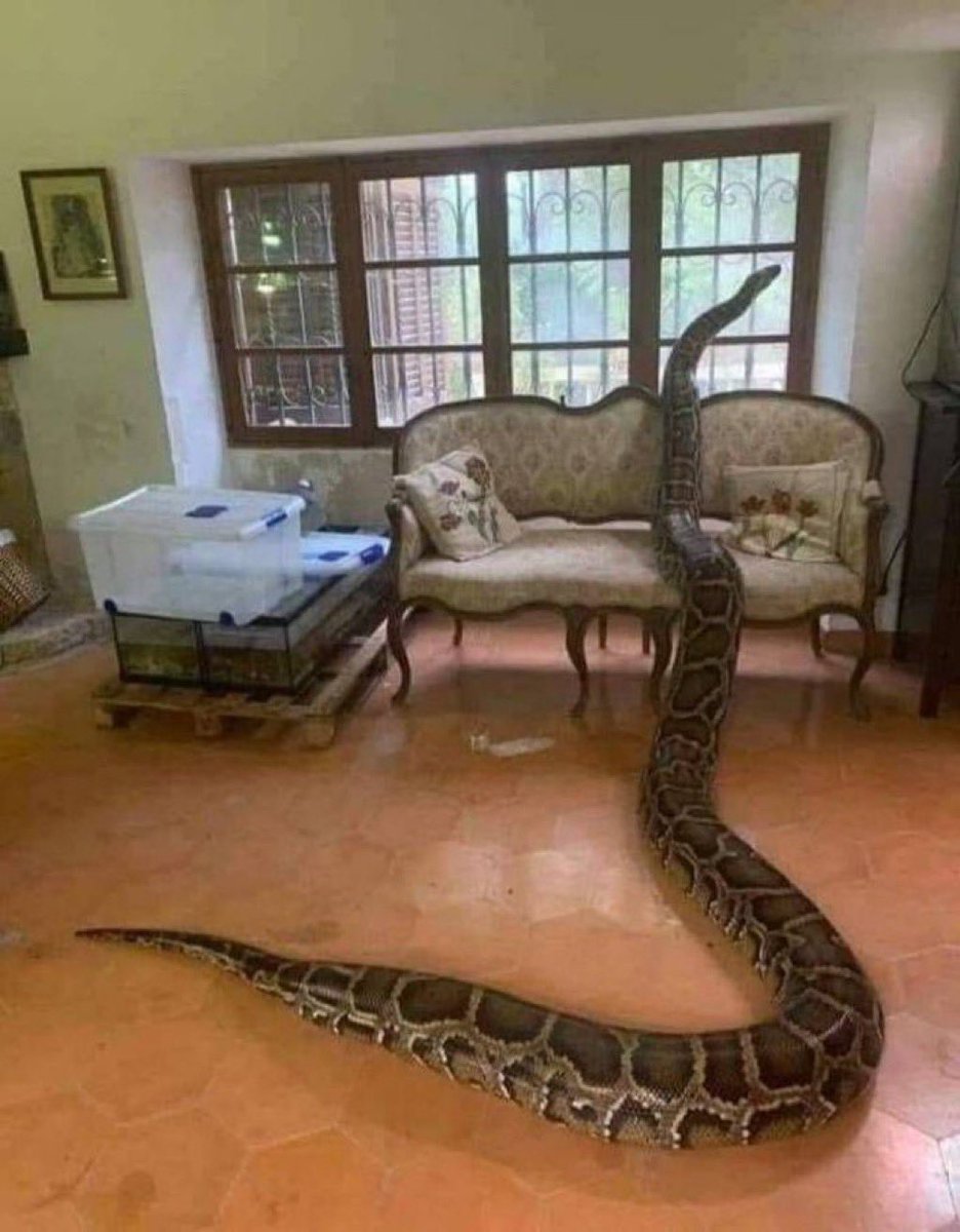 You saw this in your living room. 
What would you do as the man of the house ?