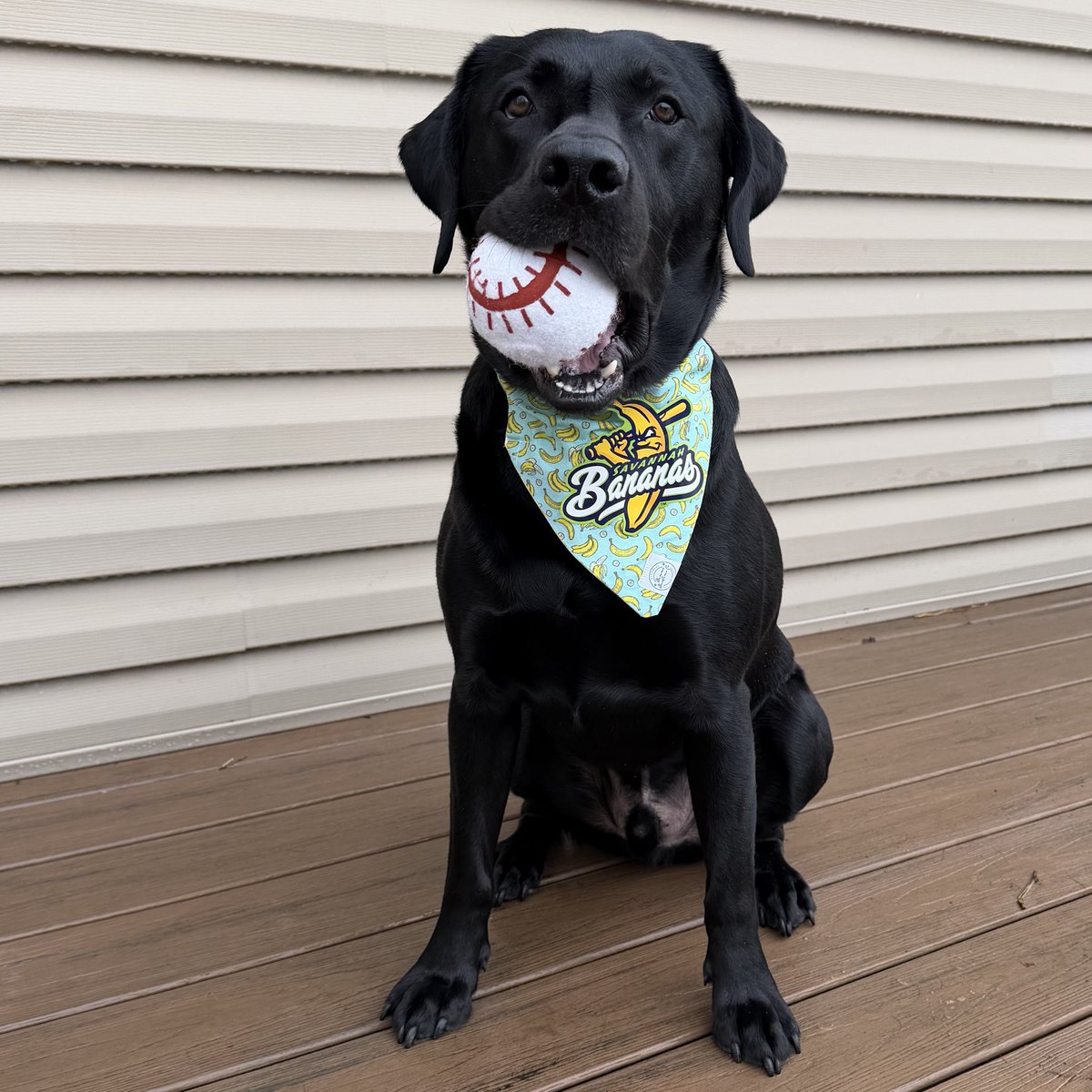 Michael Schwartz tweet media