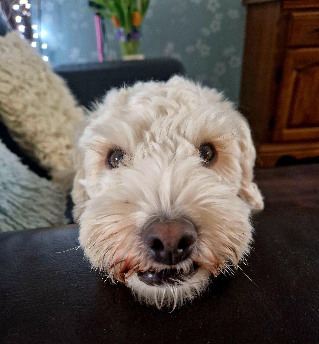 JACK BovverBoy 🐾 tweet media