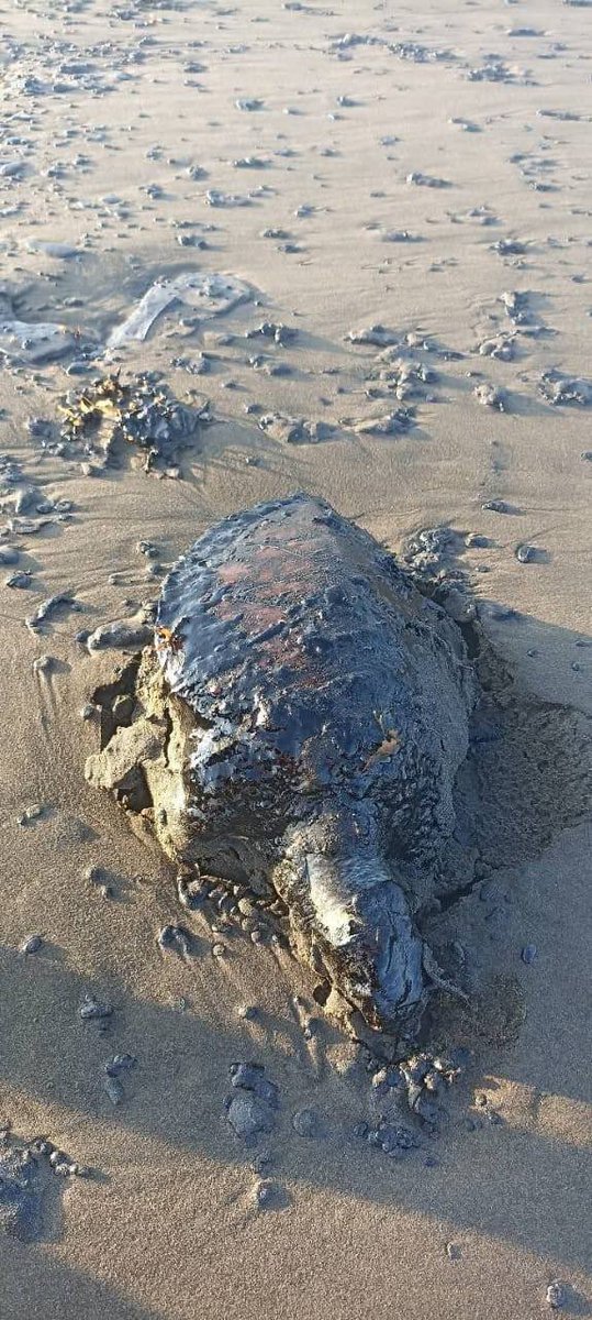 ¿Todo bien <a href="/SEMAR_mx/">SEMAR México</a> y <a href="/rocionahle/">Rocío Nahle</a> ? 

Las playas del sur de Veracruz se encuentran llenas de hidrocarburo por un presunto derrame en altamar, por lo que tuvieron que ser cerradas por completo a la recreación y pesca. En las playas se puede apreciar animales muertos a