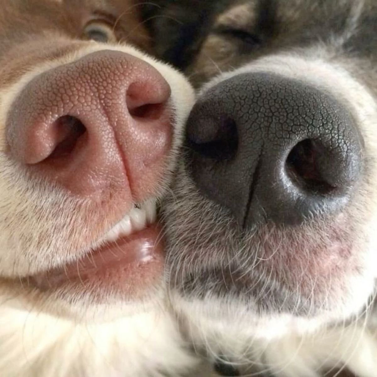 💖 (@twaniimals) on Twitter photo 