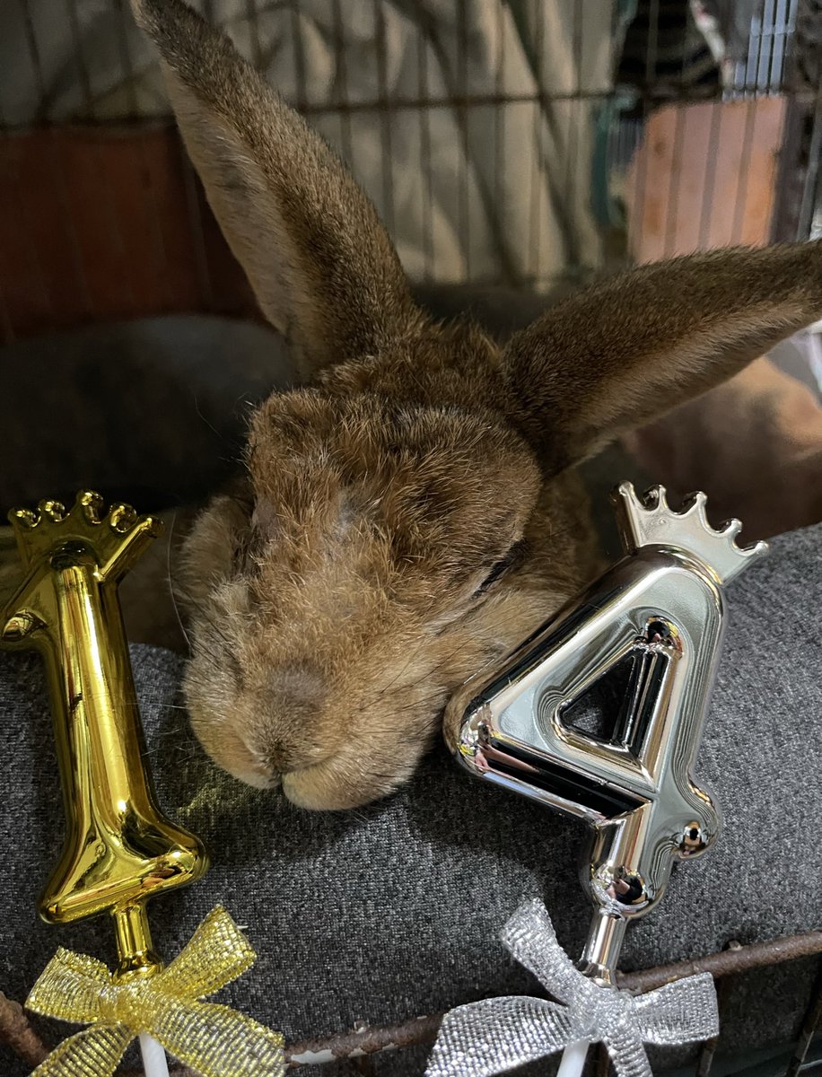 まさチビしろ🐰5月2.3.4日幕張アートマーケット5月9日ローデンツ東京 tweet media