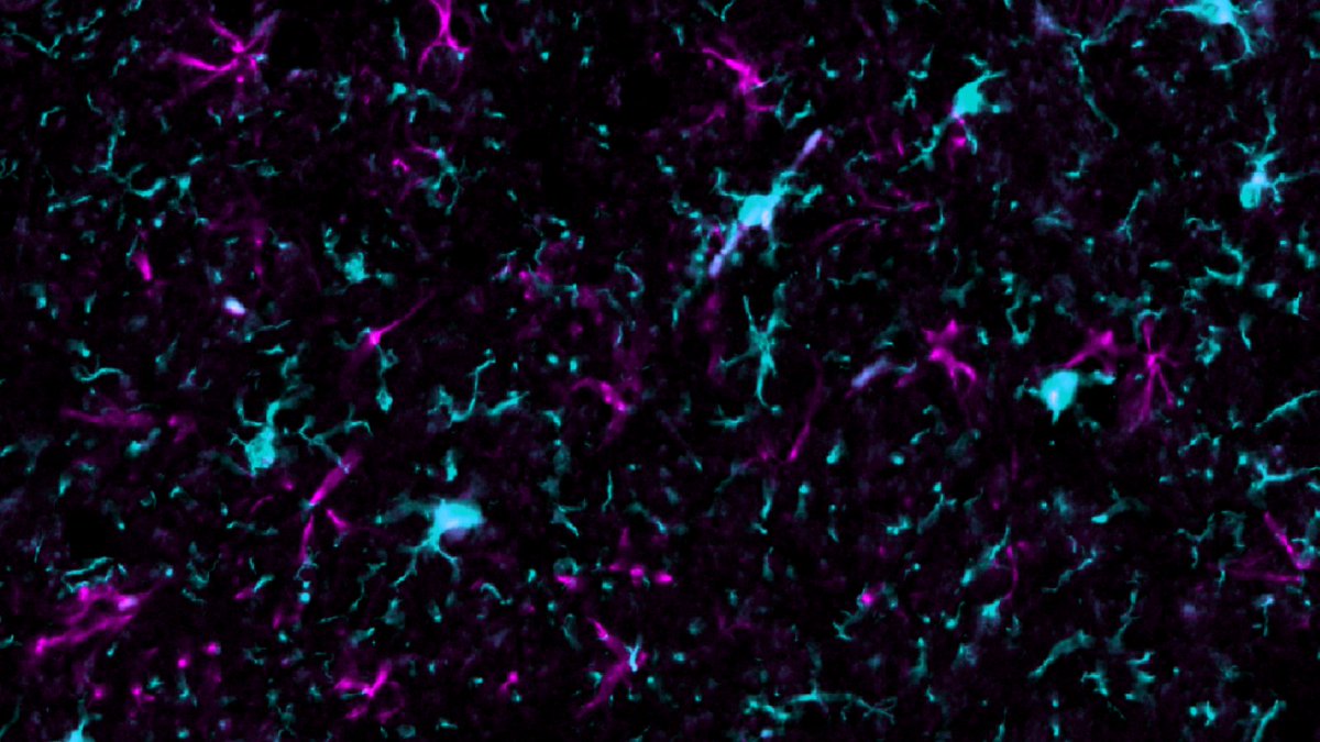 Van Andel Institute (VAI) tweet media