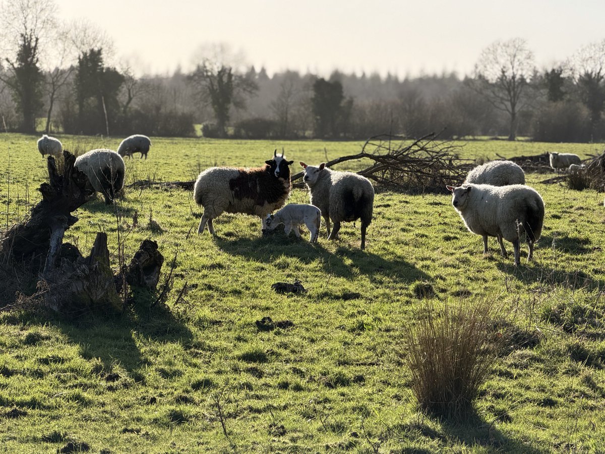 claude_tmg's tweet image. A gentle reminder that Easter is some days away