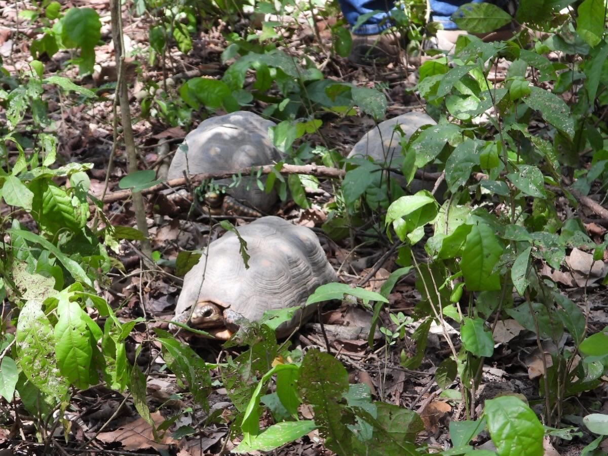 Corpocesar tweet media