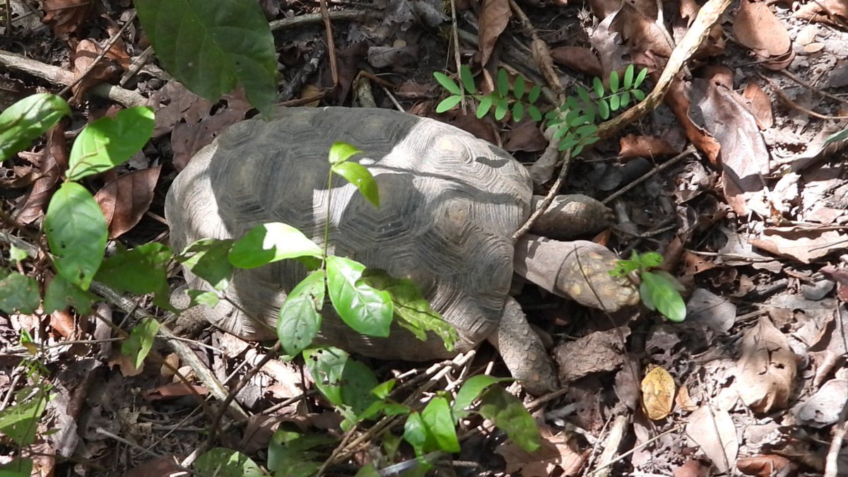 Corpocesar tweet media