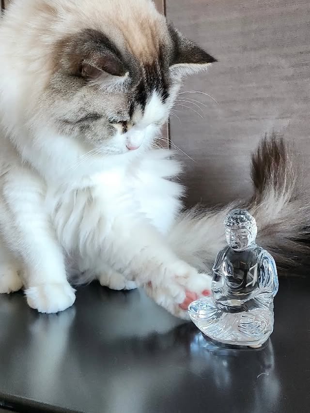 ลุสี้อย่าแกล้งบุดด้า  มันบาปลูก