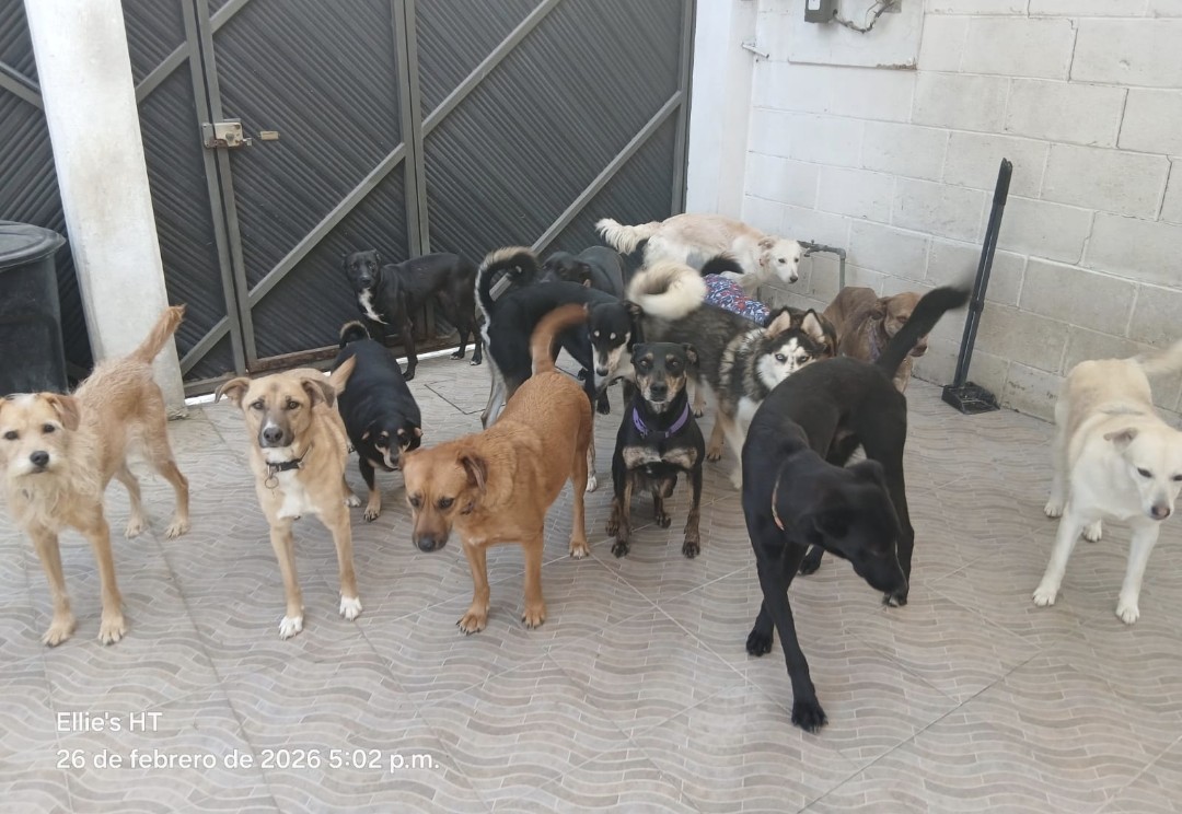 Ellie's House Toluca tweet media