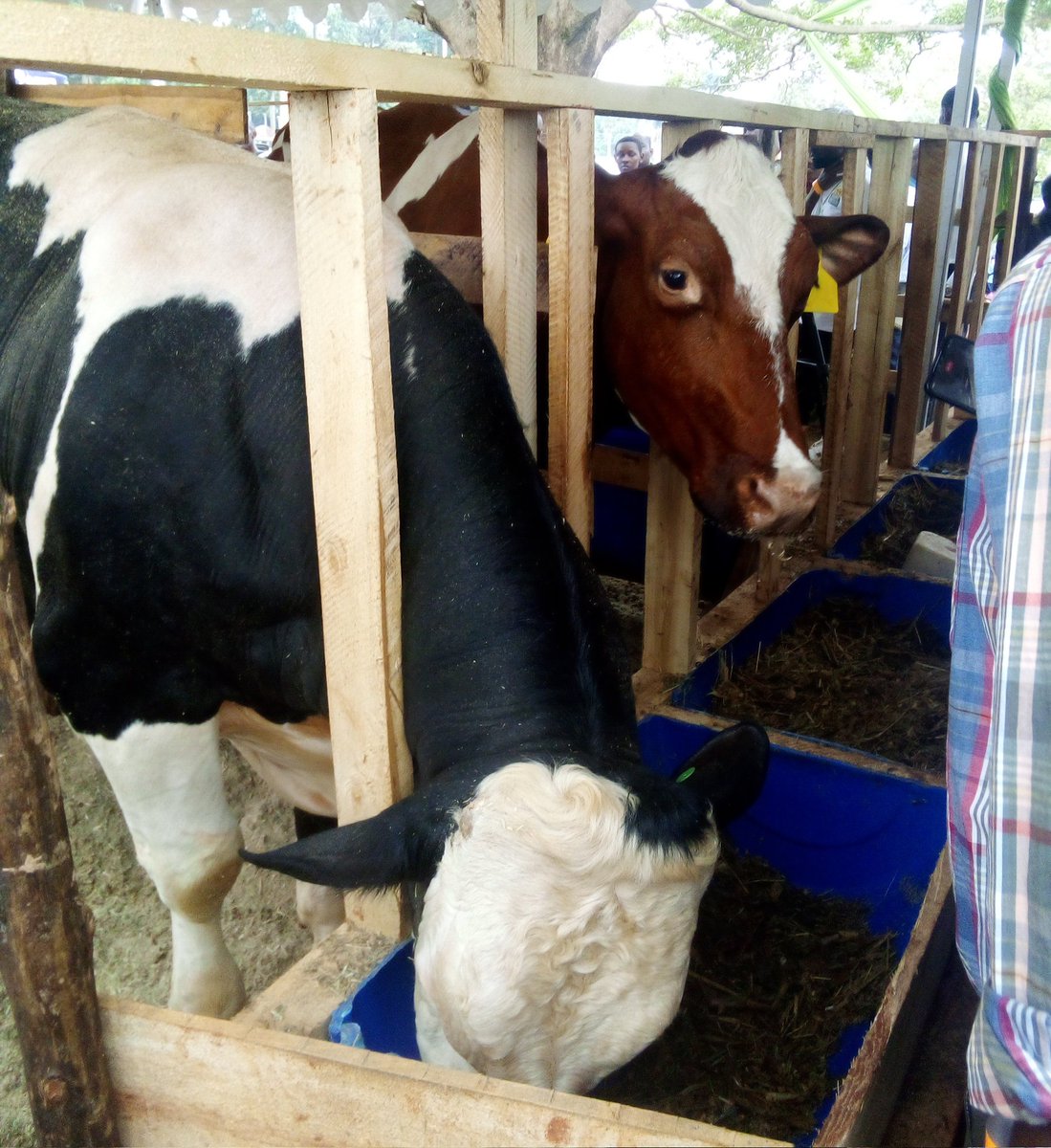 Opio Christopher tweet media